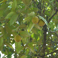 Photo de Bali - Autour de Munduk